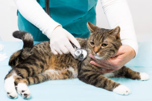 Pet Insurance